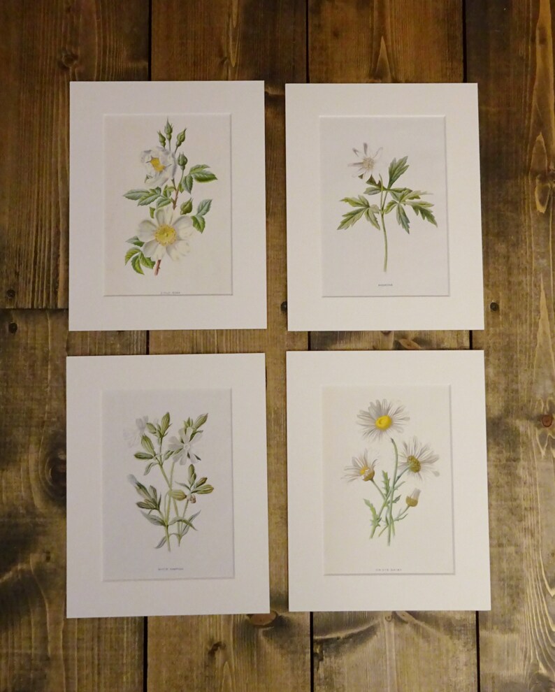 Victorian wildflower print ~ Anemone antique original illustration by F c 1890 from dis-bound book Familiar Wild Flowers Edward Hulme