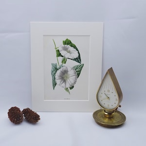 Victorian wildflower print ~ Bindweed, antique original illustration by F. Edward Hulme, from dis-bound book Familiar Wild Flowers, c 1890