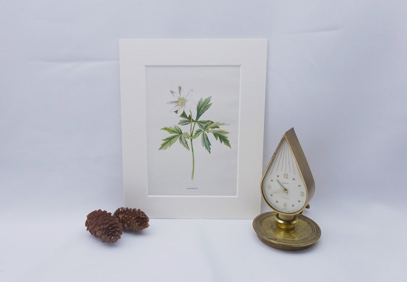 Victorian wildflower print ~ Anemone antique original illustration by F c 1890 from dis-bound book Familiar Wild Flowers Edward Hulme