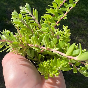 May include: A close-up of a hand holding a bunch of green succulent plants with pink stems.