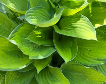 Sun Hostas Bare Root 2 Live Plants