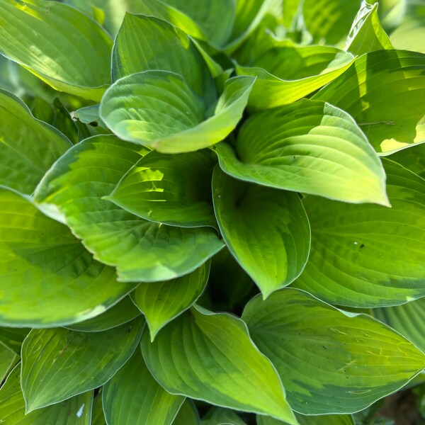 Hostas Plants - Etsy