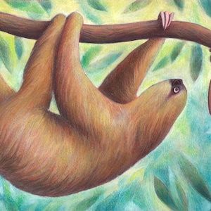 Illustrazione bambini BRADIPO. Decorazione CAMERETTA BAMBINI. Stampa firmata, divertente. Stanza giochi. Giungla, Foresta, Amazzonia. Ciacio