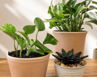 May include: Three potted plants: a variegated pothos in a wide terracotta pot, a taller variegated pothos in a larger terracotta pot, and a dark, pointed succulent in a small, white, horizontally ribbed ceramic bowl filled with light pebbles.