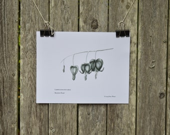 Bleeding Heart Drawing | 8.5 x 11 inches | Carbon Dust Print