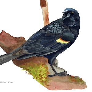 Red Winged Black Bird Print | 8.5 x 11 | Sticker included!