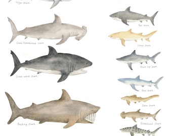 Sharks of the world , collection of sharks, poster, wall art, print