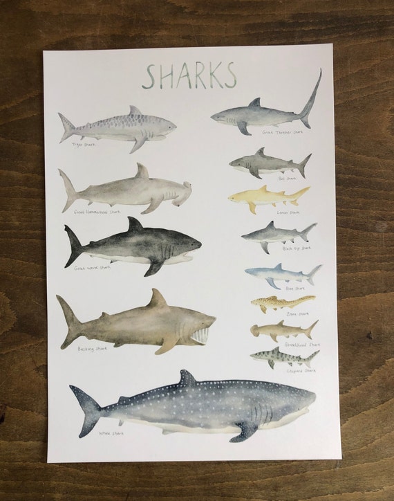 Sharks of the World , Collection of Sharks, Poster, Wall Art