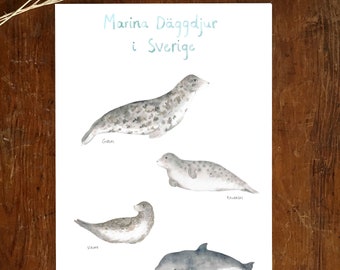 Svenska Marina Däggdjur poster, affisch, säl, seal, whale