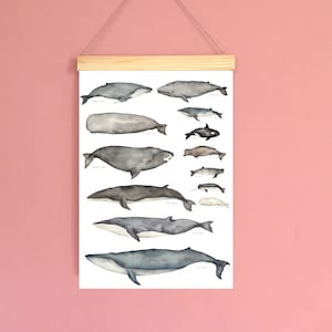 Wale zu scale, Maritim, Unterwasser, Blauwal, Pottwal, Beluga, Narwal, Druck, Poster, Illustration, Wandkunst
