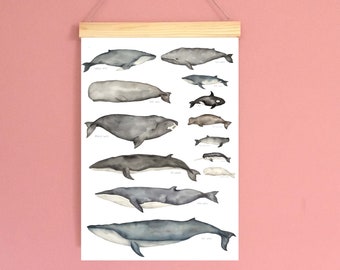 Whales to scale, nautical, underwater, blue whale, sperm whale, beluga, narwhal, print, poster, illustration, wall art