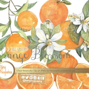 Orange Branches Flowers Blossom clip art images watercolor hand painted PNG transparent background fruits for blog cards invitations image 1