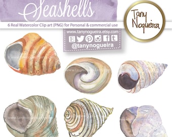 Seashells clip art images watercolor hand painted Under the sea PNG transparent background Instant Download for blog cards invitations