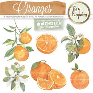 Orange Branches Flowers Blossom clip art images watercolor hand painted PNG transparent background fruits for blog cards invitations image 4