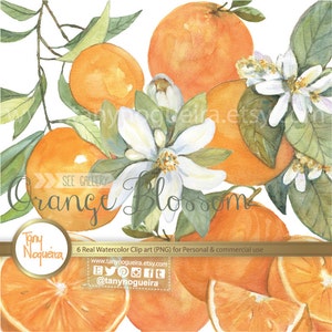 Orange Branches Flowers Blossom clip art images watercolor hand painted PNG transparent background fruits for blog cards invitations image 3
