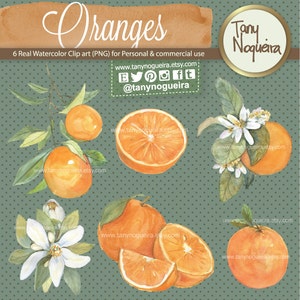 Orange Branches Flowers Blossom clip art images watercolor hand painted PNG transparent background fruits for blog cards invitations image 5