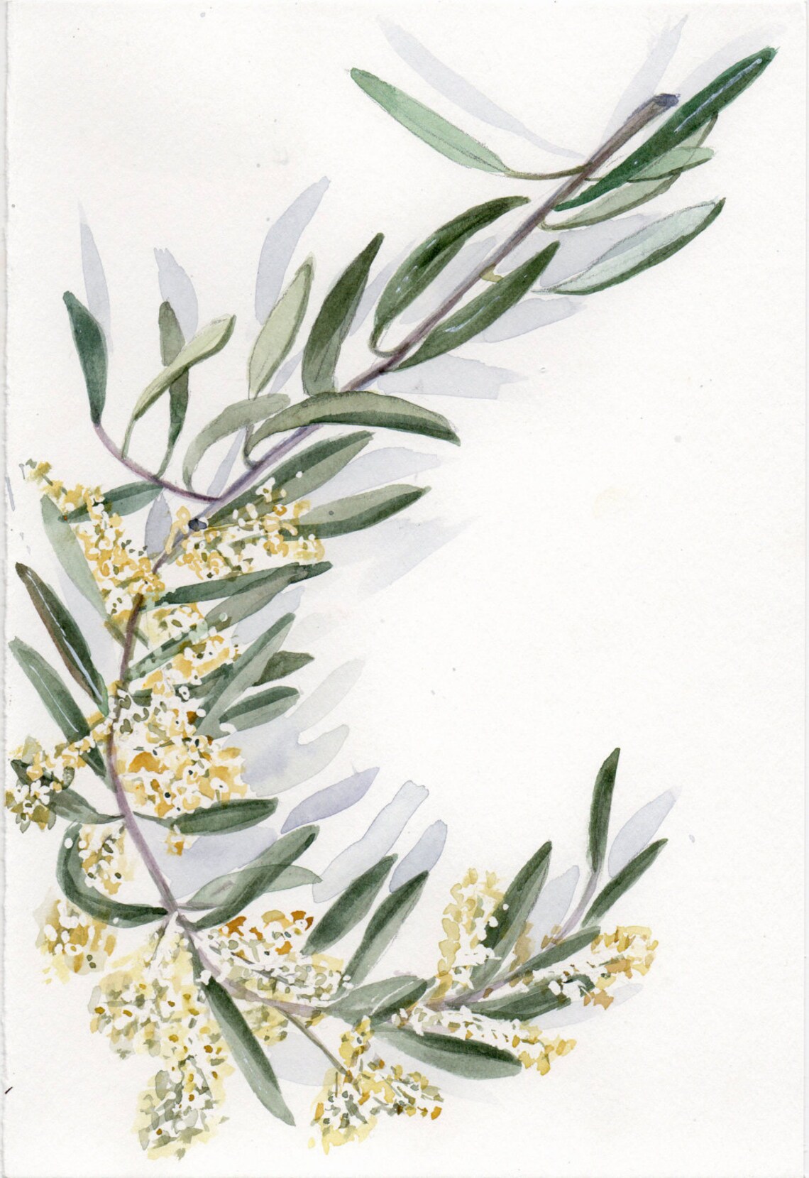 Olivo hojas y ramas de olivo aceitunas de colores PNG fondo