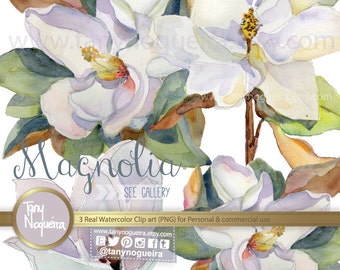 Magnolia Mississippi clip art images Real watercolor hand painted PNG transparent background and JPG white flower Instant Download for cards