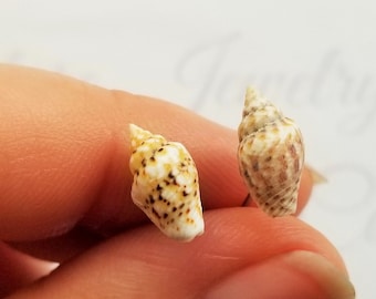 Tiny Sea Shell Earrings, Sea Shell Stud Earrings, Hypoallergenic Earrings, Birthday Gift, Sea Shell Jewelry, Bohemian Shell Ear Studs