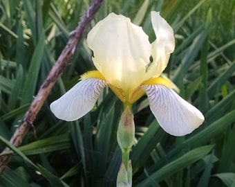 Surprise colors of Iris (10)Tubers / Bulbs. Old Homestead Find 2-3 inch tubers with fans.
