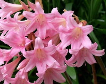 4 Heirloom Surprise Lily Bulbs Naked ladies Resurrection Lily Vintage bulb From Granny&#39;s garden