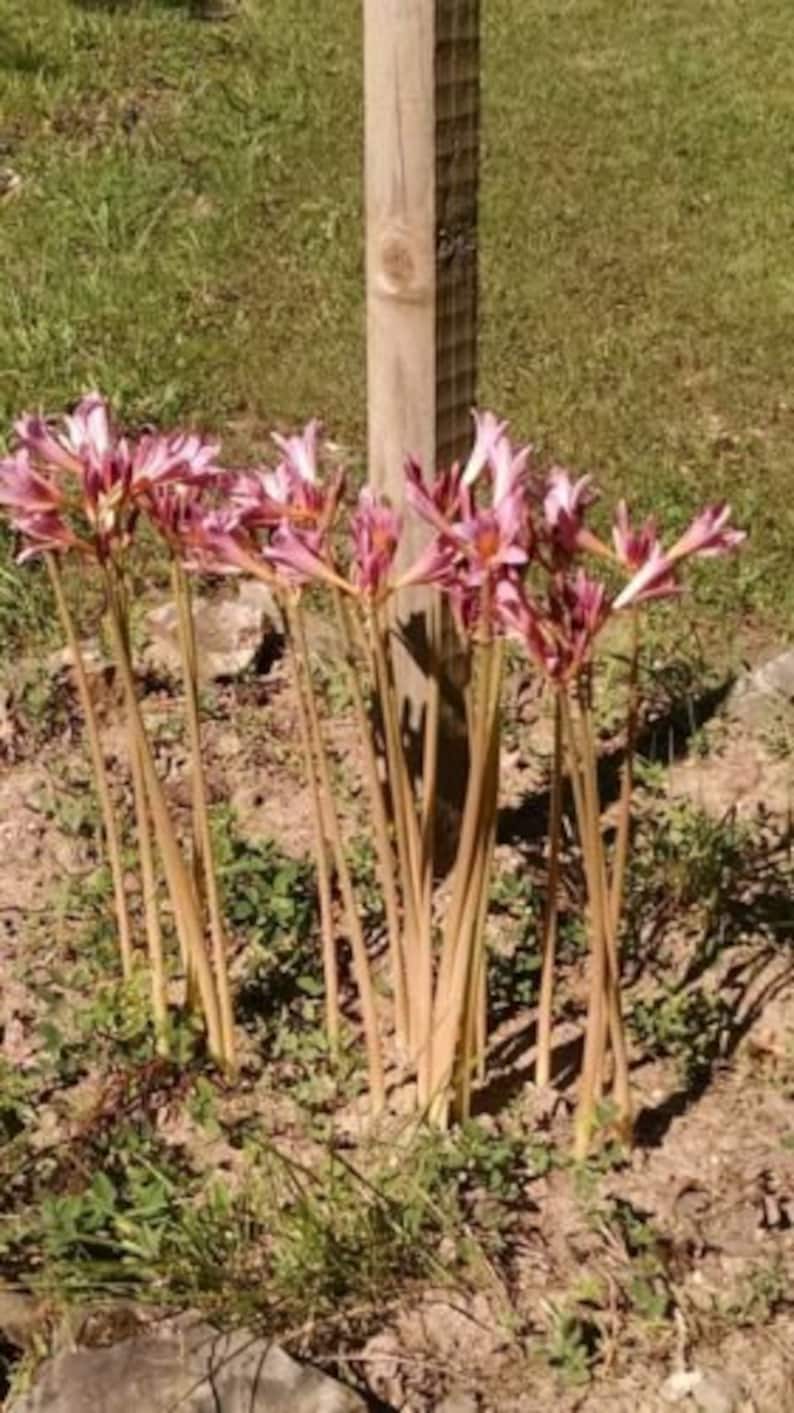 6 Surprise Lily Bulbs 1/2 Dozen Vintage Heirloom Bulb From Etsy