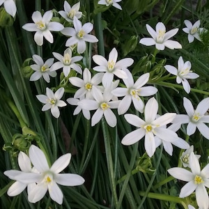 1 dozen (12) Star of Bethlehem bulbs vintage farm bulbs needing rehomed these are tiny bulbs spring blooming