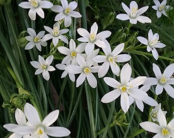 1 dozen (12) Star of Bethlehem bulbs vintage farm bulbs needing rehomed these are tiny bulbs spring blooming
