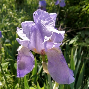 6 SIX/half dozen Heirloom Vintage Iris Tubers/bulbs yellows/purples and/or surprise colors these are harvested from an old homestead