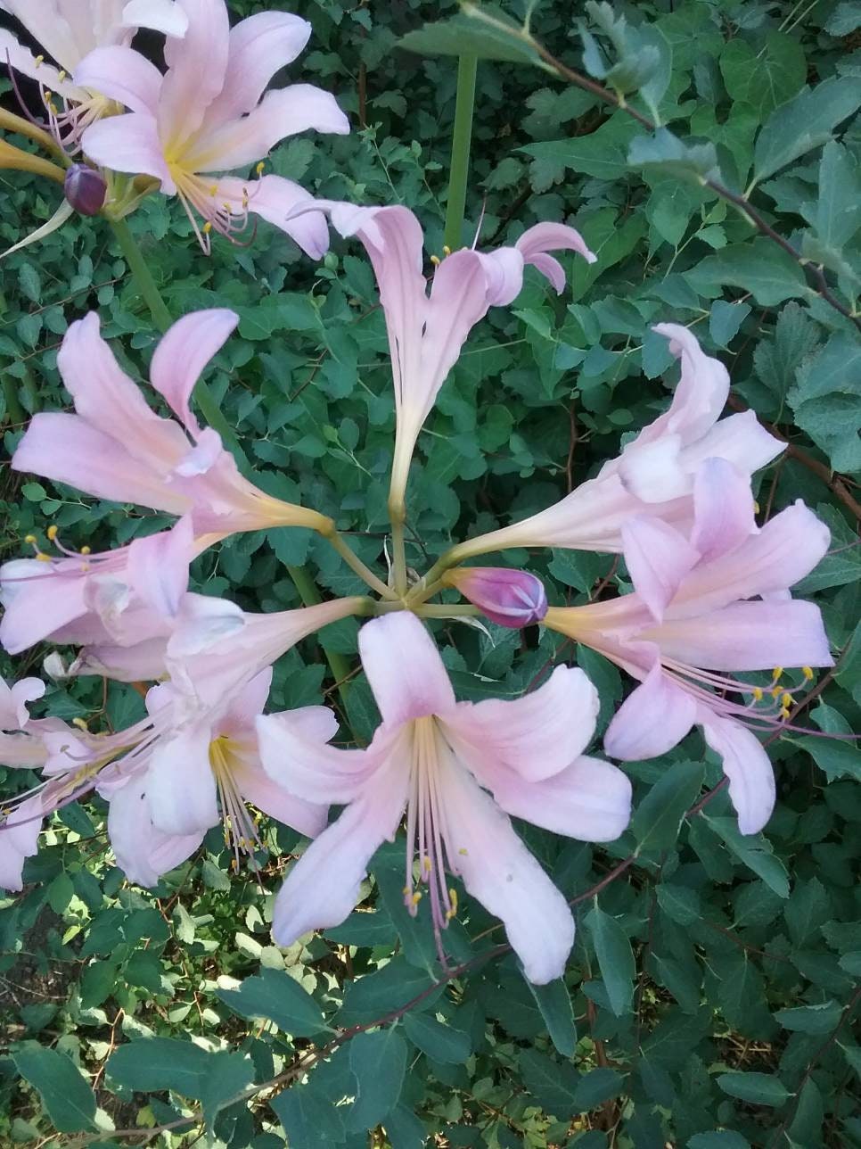 Lilly Amazon.com : 1 Pcs Colourful Lily Bulb Bonsai Rare Perennial