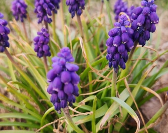Grape Hyacinth/Muscari one dozen(12) bulbs/bulblets spring blooming