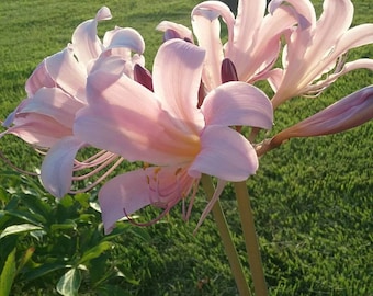 Six (6) half dozen heirloom Lily bulbs naked ladies surprise lily resurrection lily bulb Beautiful Summer Blooms Vintage Era