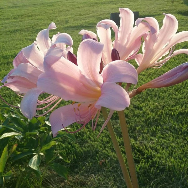 6 Surprise Lily Bulbs 1/2 dozen Vintage Heirloom bulb From Granny's garden Nostalgic Memories sold here beautiful summer blooms