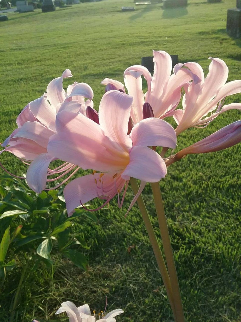 6 Surprise Lily Bulbs 1/2 Dozen Vintage Heirloom Bulb From Etsy