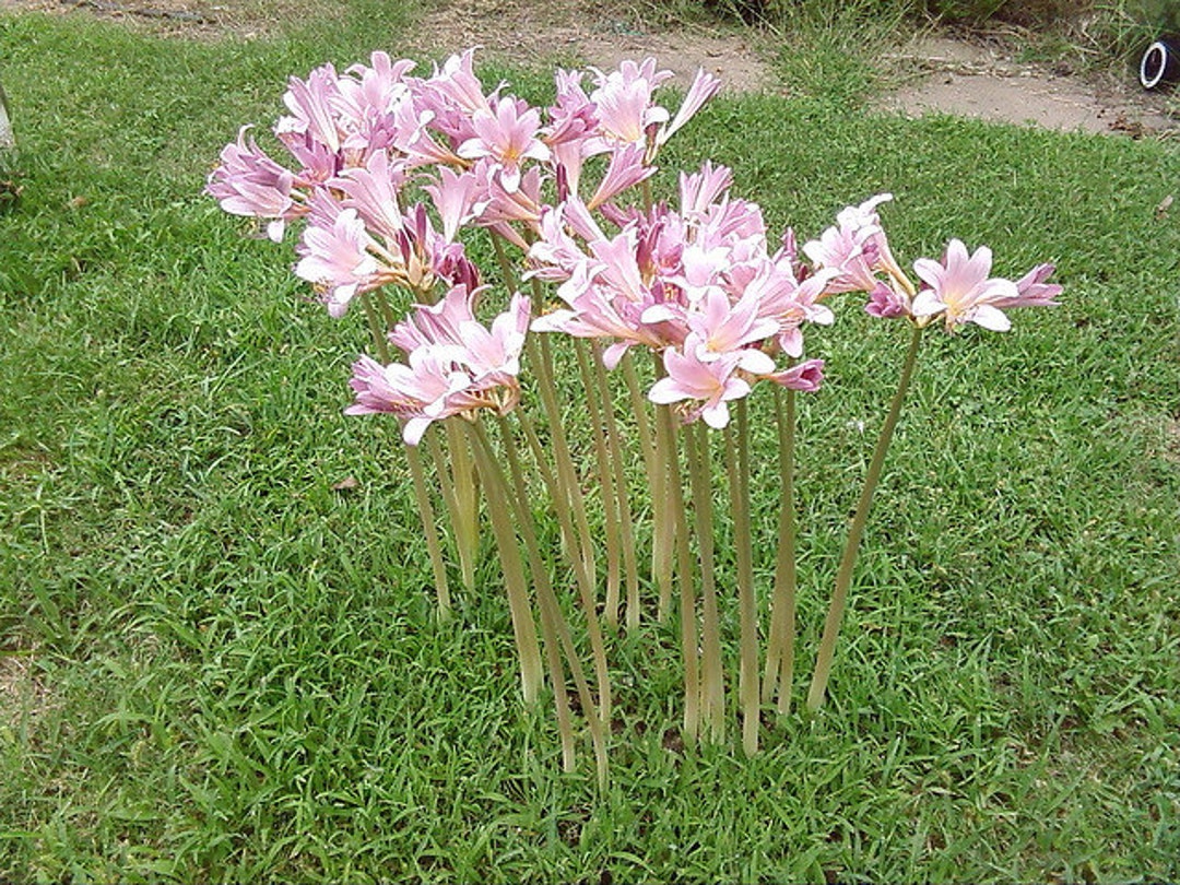 12 Vintage Heirloom Surprise Lily Naked Ladies Resurrection Lily