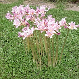 12 Vintage Heirloom Surprise Lily Naked Ladies Resurrection Lily Bulbs late summer blooms Old Homestead Treasures from Granny's old garden