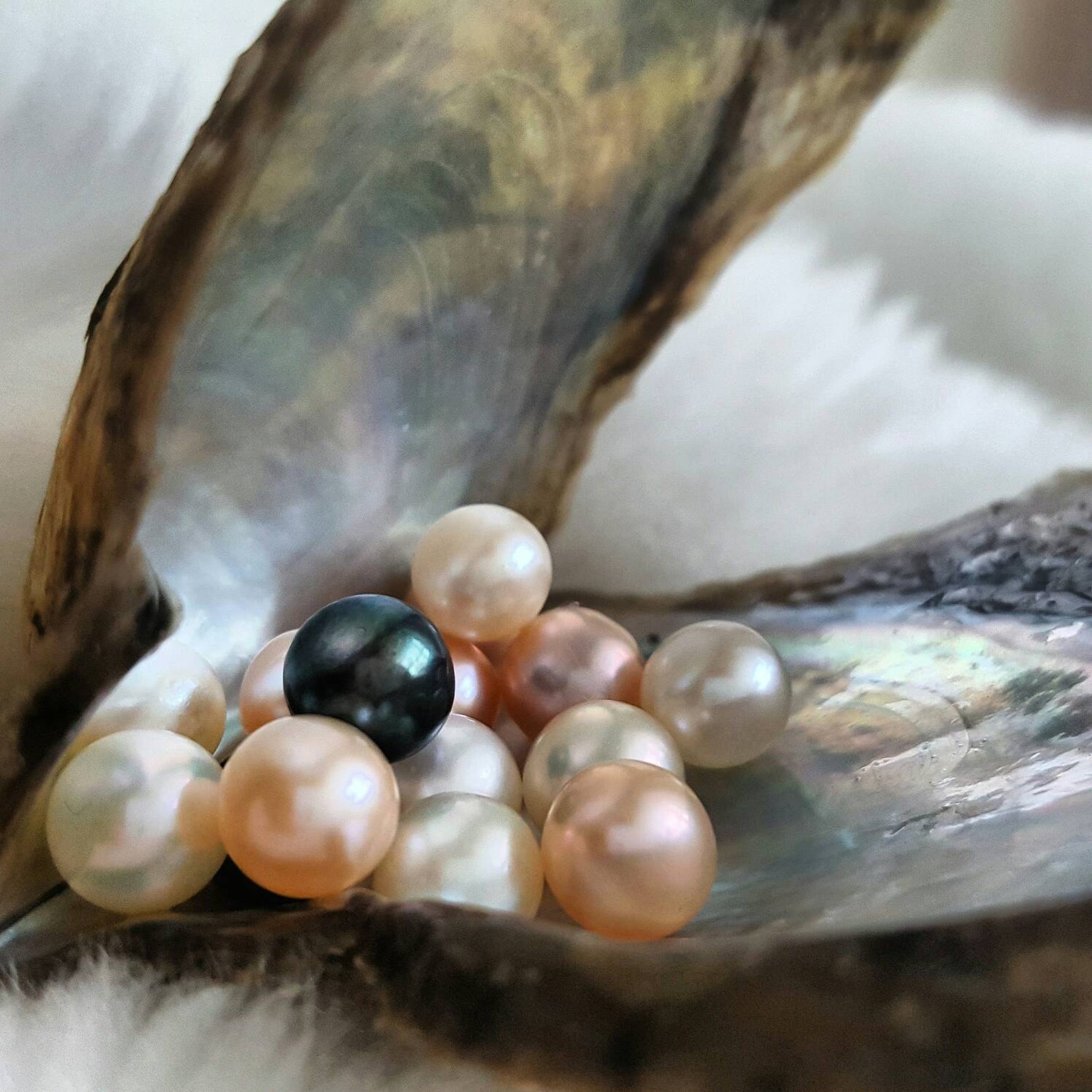 Wholesale Oysters 100 Vacuum Packed Open an Oyster Akoya Etsy