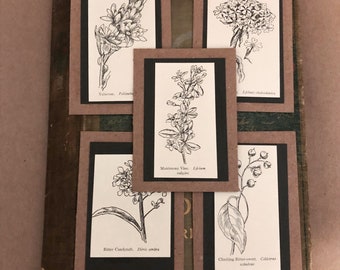 Mini Botanical Illustration Cards