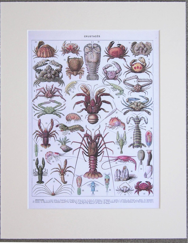 Vintage Sea Life Matted Print, 8.5 X 10.5 Print Matted and Mounted to ...