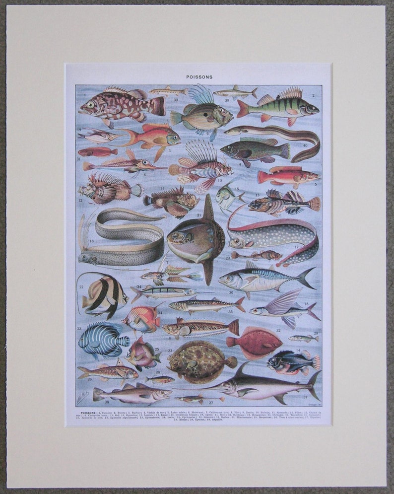 Vintage Sea Life Matted Print, 8.5 X 10.5 Print Matted and Mounted to ...