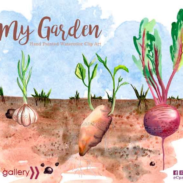 Tuber watercolor clip art, garden watercolor, veggies clipart,  vegetables watercolor, food illustration, gardening, garlic, onion, ginger