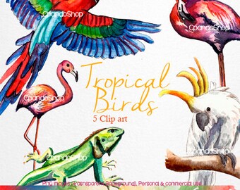 Tropical Animals 5 Clip Art (5 images Png transparent background 300 dpi) perfect for calendars, blogs, invitations, summer, beach party.