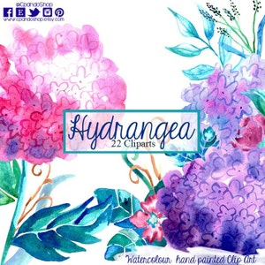 Floral elements,hydrangea, watercolor flowers, watercolour flowers, wedding invitation, greeting card, diy clip art, pink and purple, floral