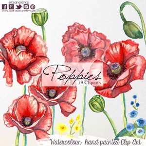 Handpainted floral elements and arrangement wedding elements poppies  watercolor clipart, elements invite emblishment boho poppy clipart