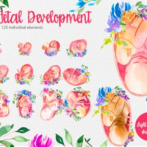 Prenatal development, 100 watercolor elements clip art hand paintes, pregnancy, embryonic development, pregnancy, prenatal, baby