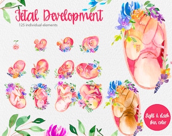 Développement prénatal 125 éléments développement fœtal, grossesse, développement embryonnaire, grossesse, prénatal, bébé, clipart aquarelle enceinte