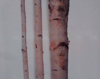 Tall Birch Poles (6'-8' Long) -Birch Logs/Birch Poles/Bulk Birch Poles/Birch Wedding Arch/Birch Tree/Wholesale Birch Poles/Birch logs