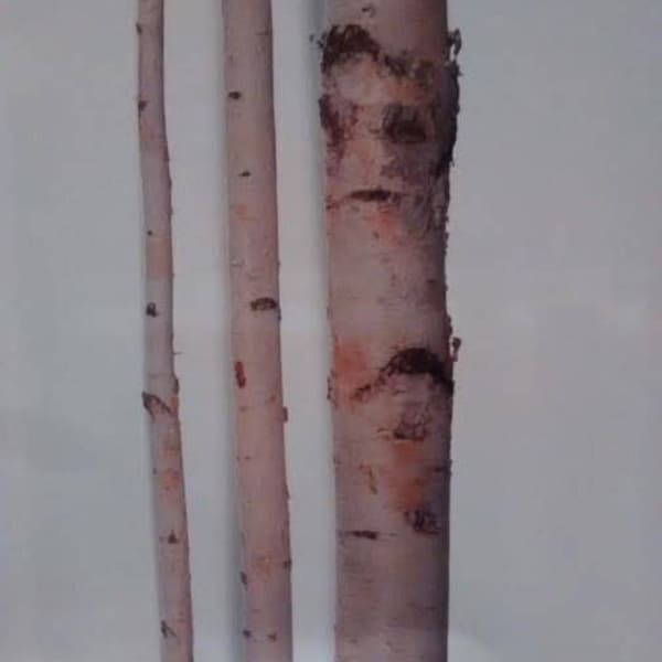 Tall Birch Poles (6'-8' Long) -Birch Logs/Birch Poles/Bulk Birch Poles/Birch Wedding Arch/Birch Tree/Wholesale Birch Poles/Birch logs