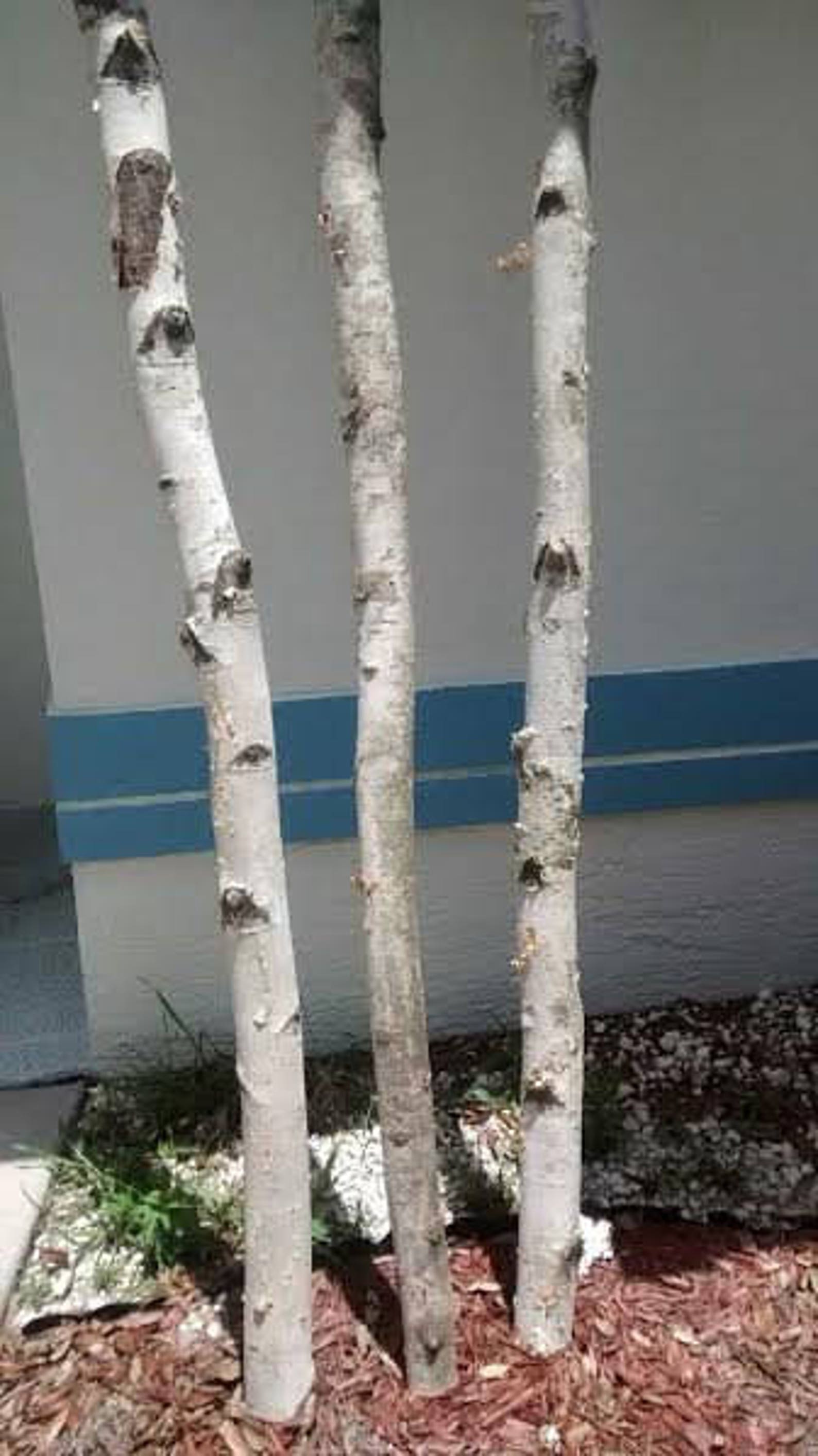 Tall Birch Poles 6'8' Long birch Logs/birch Etsy