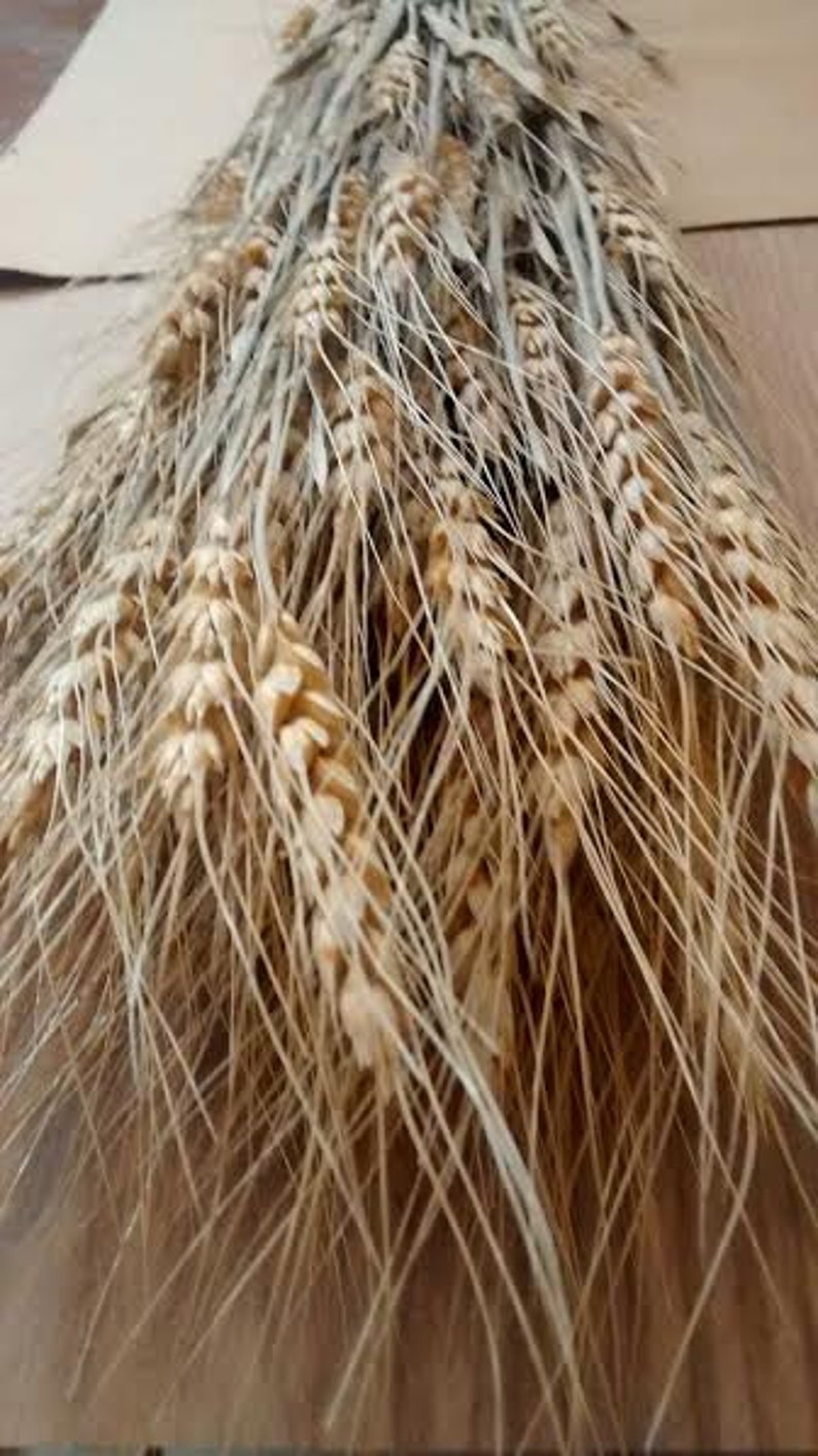 Dried 5 bunches Dried Wheat Lavender Lavender 5 bunches Weddings Wholesale Lavender French Lavender /& Wheat Bunches